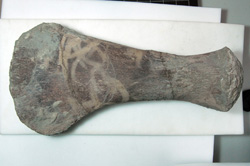 Pliosaur limb